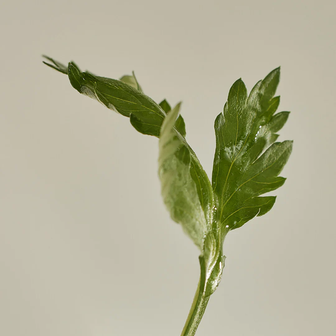 Beauty of Joseon Matte Sun Stick: Mugwort + Camelia SPF50+ PA++++ - Image 4